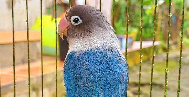 Lovebird Biru Mangsi